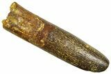 Fossil Sauropod Dinosaur (Titanosaur) Tooth - Morocco #369672-1
